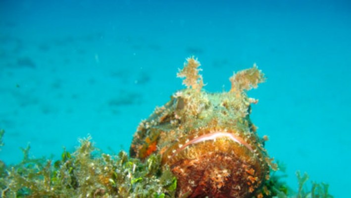 Scorpionsfishes (21)_640